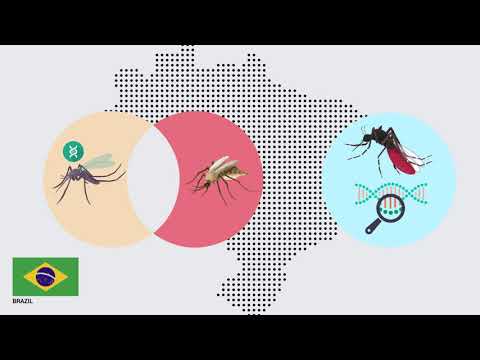 GMO Mosquitos Gone Wild