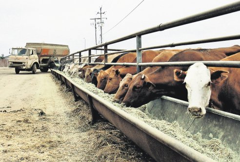 FDA Asks Big Pharma to Please Consider Reducing Routine Use of Antibiotics on Farm Animals