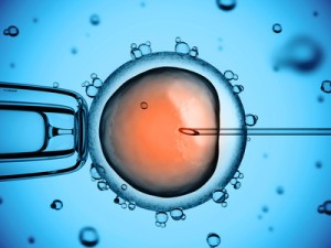 humanembryo-300x225