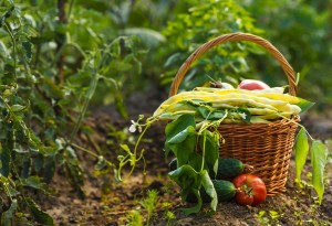 USDA Power Play Threatens the Future of Organic Foods