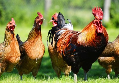 Organic Chicken Fraud
