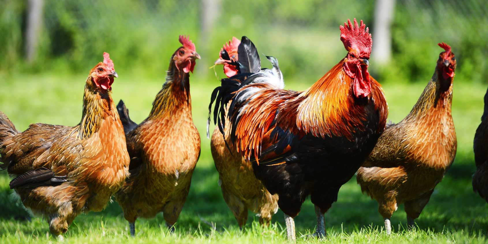 Organic Chicken Fraud