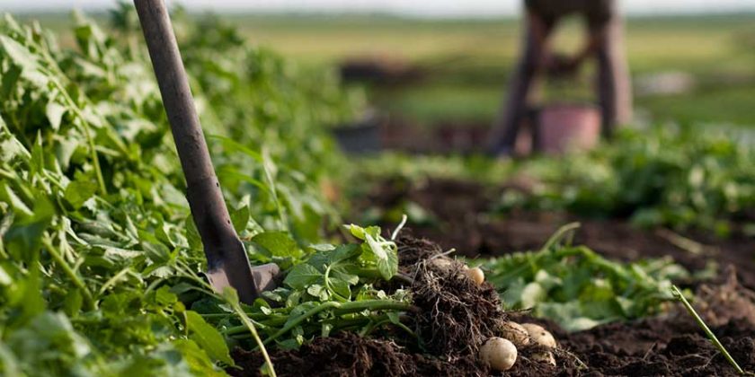 Small and Organic Farmers Survive Latest Round of FDA Food Rulemaking