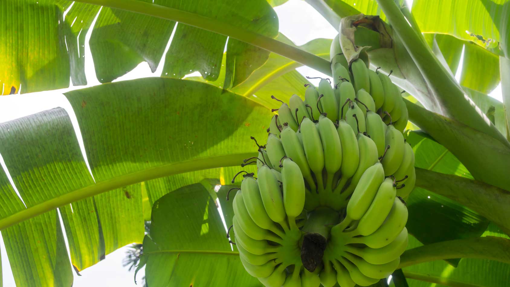 Bananas as We Know Them May Be Disappearing
