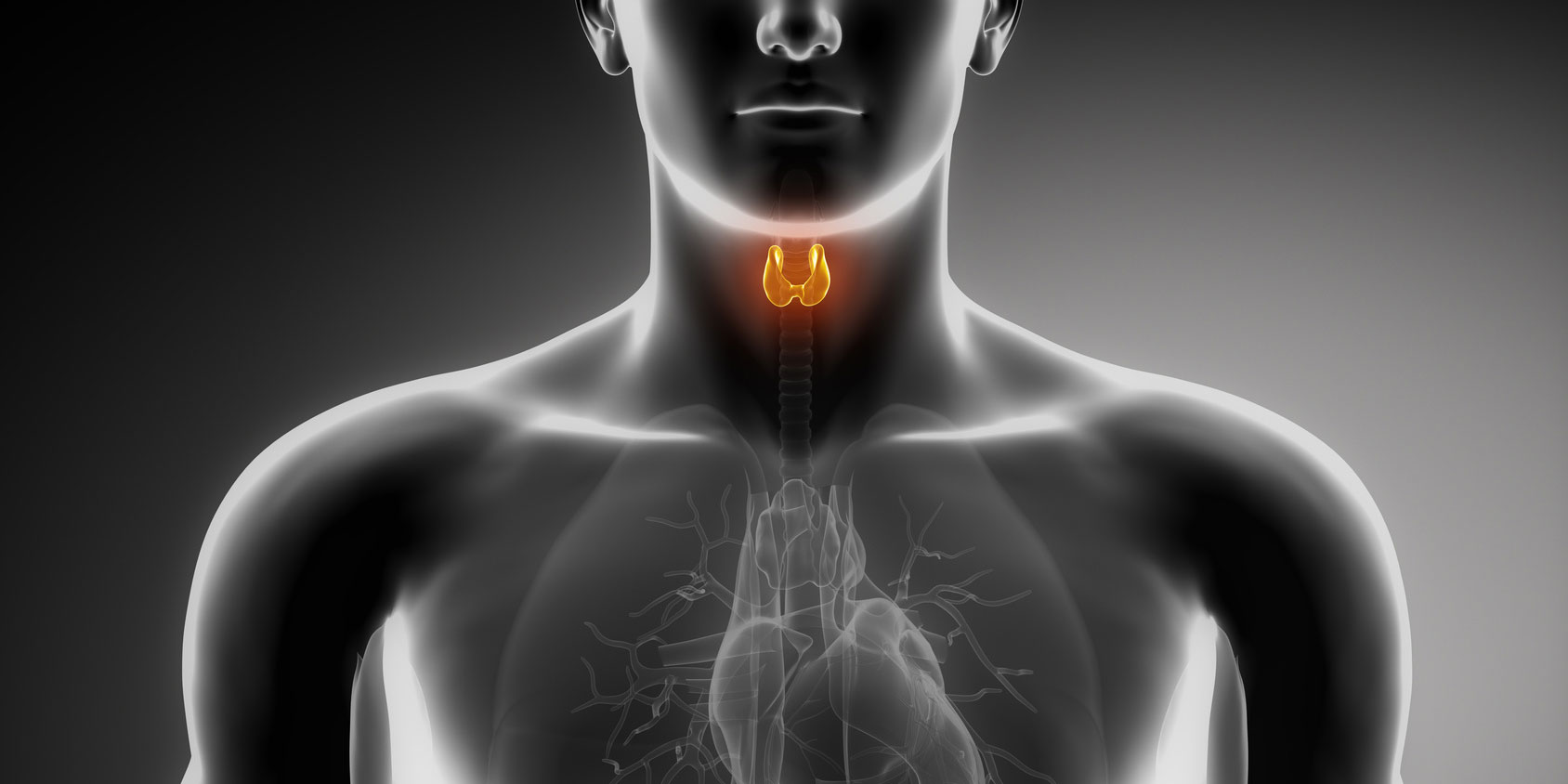 Natural Thyroid Medications at Risk