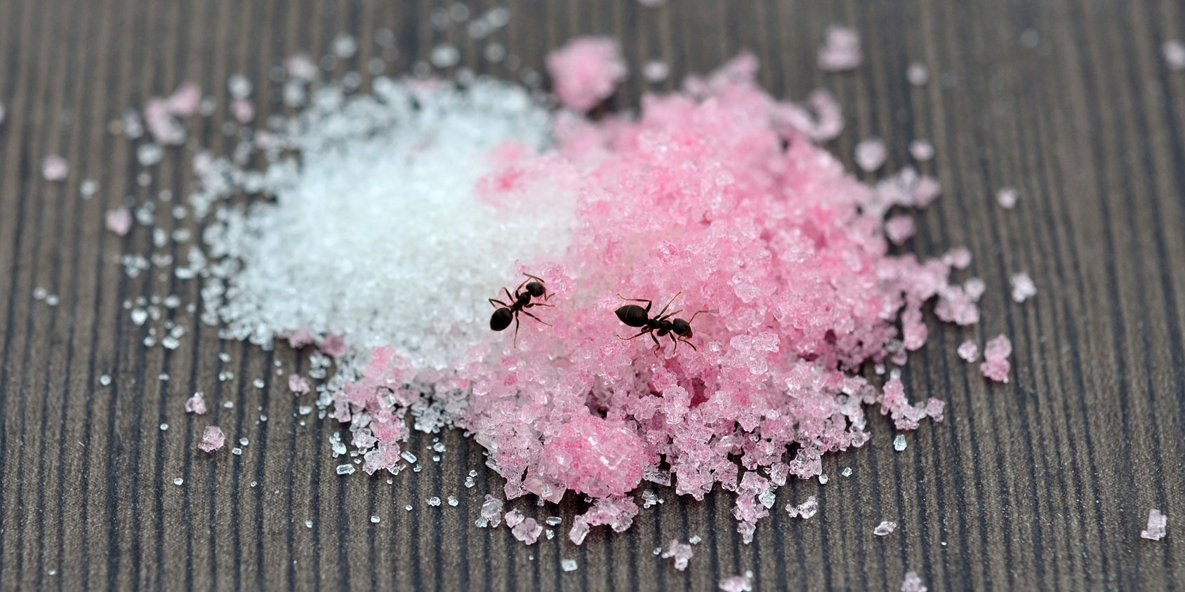 Aspartame—the World’s Best Ant Poison