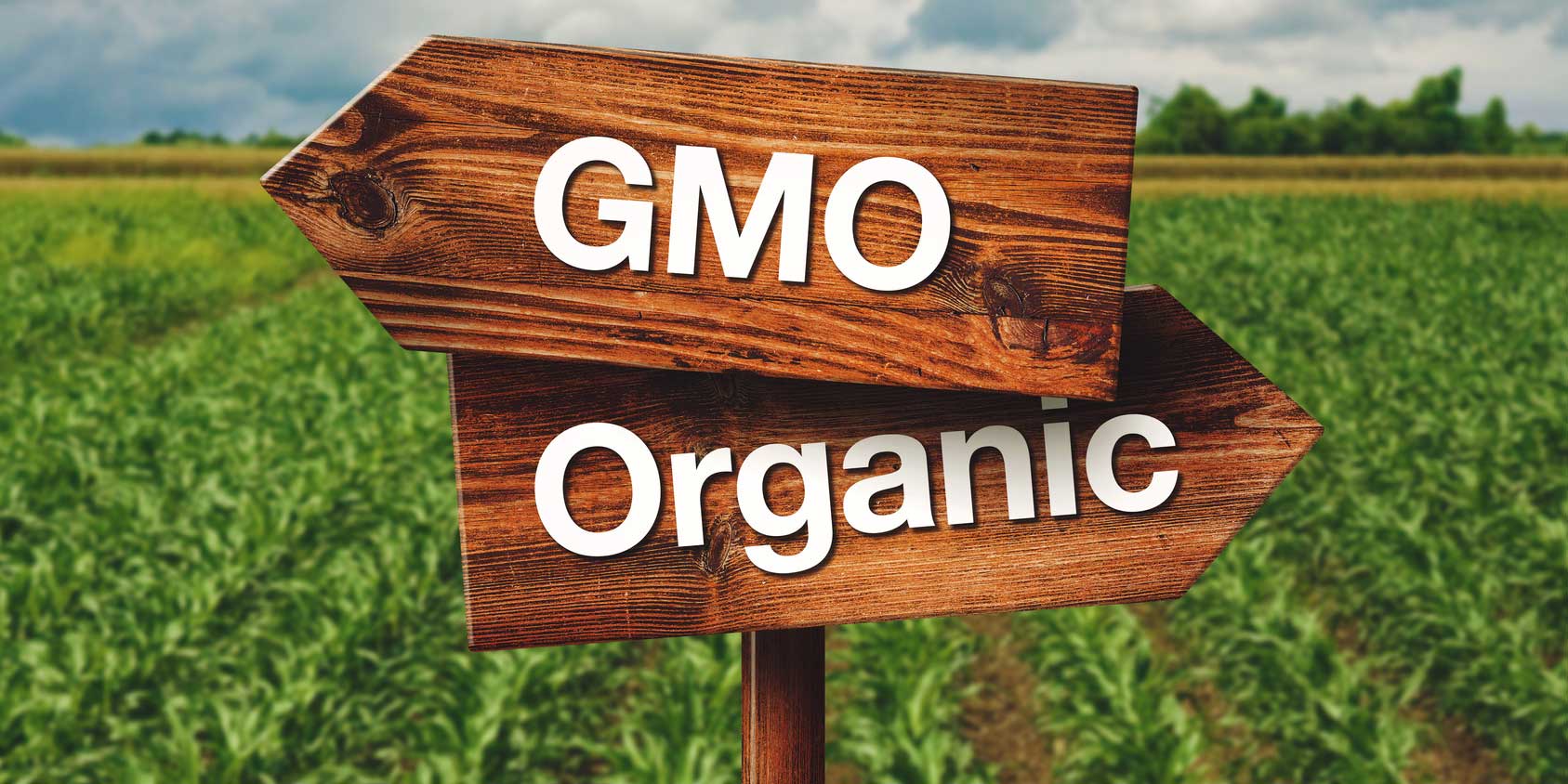 GMOs Spread to Related Crops, including Organic