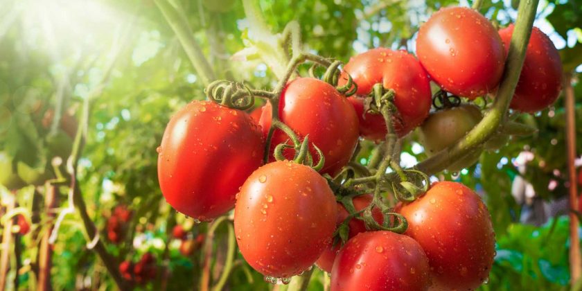 Forget Sunshine…Eat GMO Tomatoes for Vitamin D!