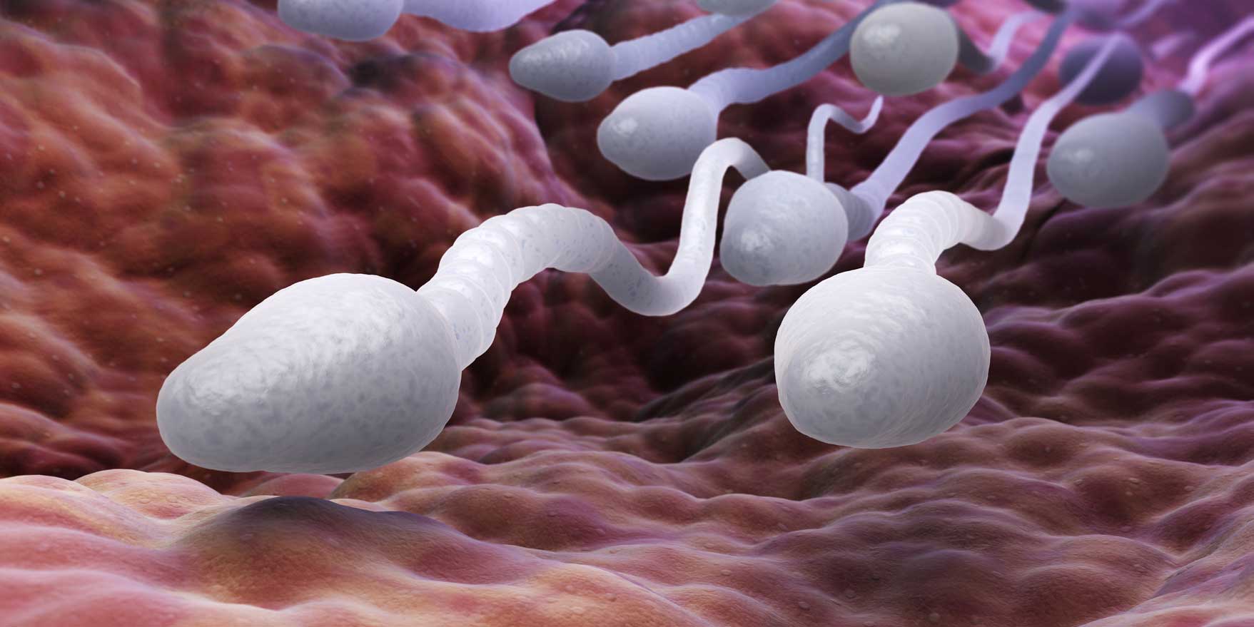 The Emerging Sperm Count Crisis