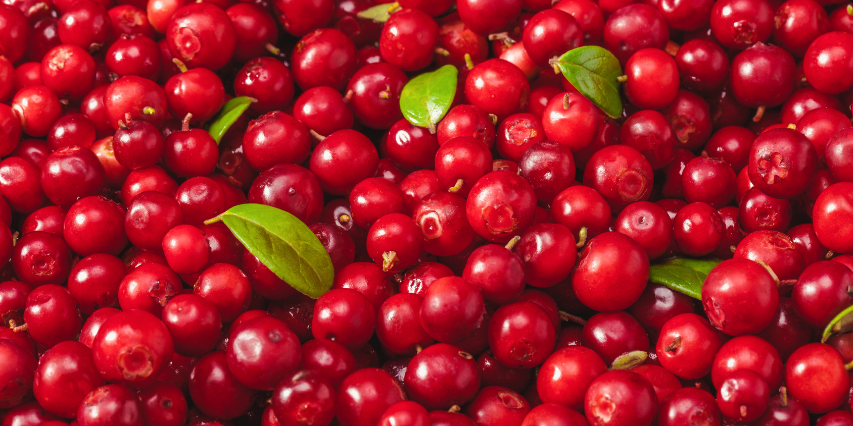 Will FDA Censor the Cranberry?