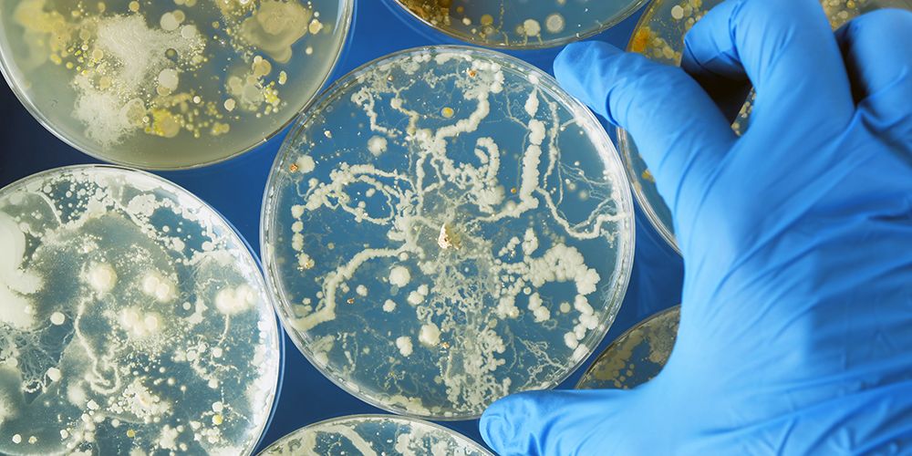 Fungi Could Be Next Big Threat to Human Health