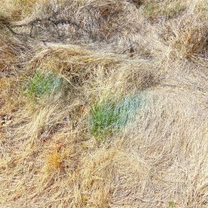 spray-grass