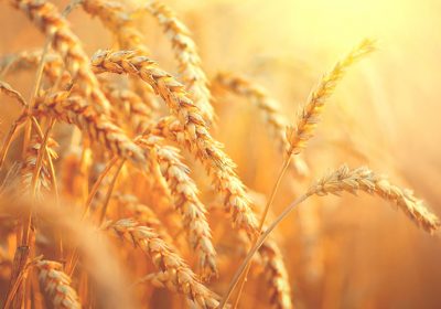GMO Wheat: A Concerning Addition to our Food Supply